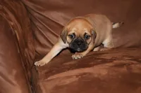 Pudge, a male Chihuahua and Pug for sale in Marceline, MO – 4 of 4
