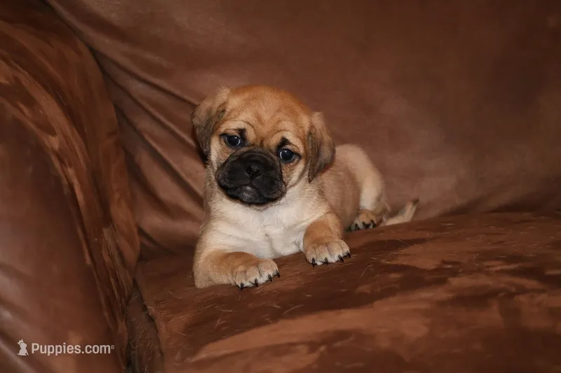 Pudge – Chihuahua, Pug puppy for sale in Marceline, MO