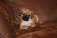 Pudge, a male Chihuahua and Pug for sale in Marceline, MO – 1 of 4