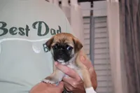 Chester, a male Chihuahua and Pug for sale in Marceline, MO – 4 of 4