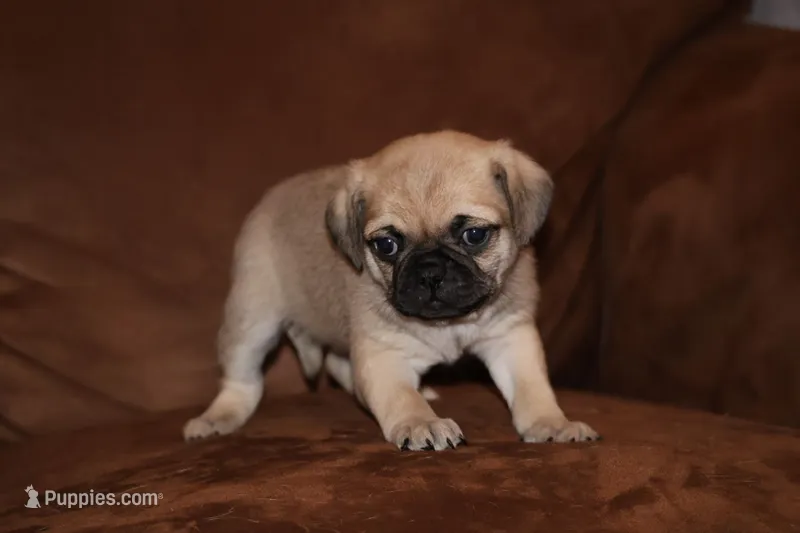 Samuel – Chihuahua, Pug puppy for sale in Marceline, MO