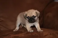 Samuel, a male Chihuahua and Pug for sale in Marceline, MO – 1 of 4