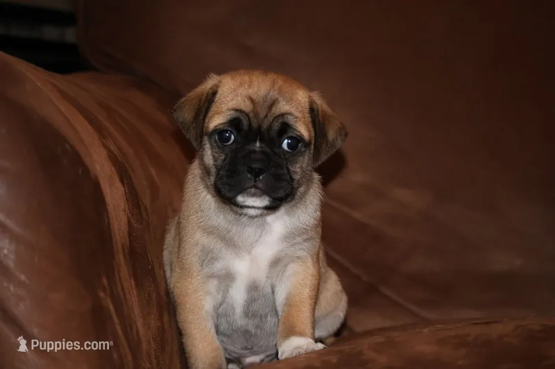 Chester – Chihuahua, Pug puppy for sale in Marceline, MO