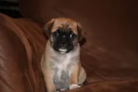 Chester, a male Chihuahua and Pug for sale in Marceline, MO – 1 of 4