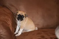 Galaxy, a male Chihuahua and Pug for sale in Marceline, MO – 3 of 3