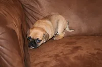 Mr. Brightside, a male Chihuahua and Pug for sale in Marceline, MO – 3 of 3