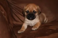 Pudge, a male Chihuahua and Pug for sale in Marceline, MO – 2 of 4