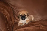Pudge, a male Chihuahua and Pug for sale in Marceline, MO – 3 of 4