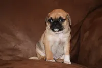 Mr. Brightside, a male Chihuahua and Pug for sale in Marceline, MO – 2 of 3