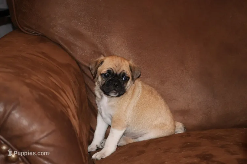 Galaxy – Chihuahua, Pug puppy for sale in Marceline, MO