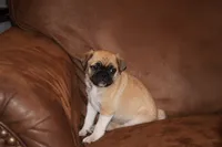 Galaxy, a male Chihuahua and Pug for sale in Marceline, MO – 1 of 3
