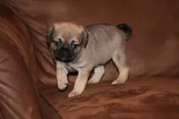 Anastasia, a female Chihuahua and Pug for sale in Marceline, MO – 2 of 3