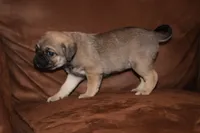 Anastasia, a female Chihuahua and Pug for sale in Marceline, MO – 3 of 3