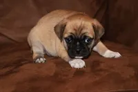 Chester, a male Chihuahua and Pug for sale in Marceline, MO – 3 of 4