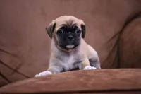 Chester, a male Chihuahua and Pug for sale in Marceline, MO – 2 of 4