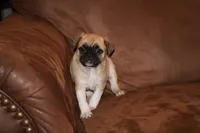 Galaxy, a male Chihuahua and Pug for sale in Marceline, MO – 2 of 3