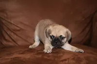 Samuel, a male Chihuahua and Pug for sale in Marceline, MO – 4 of 4