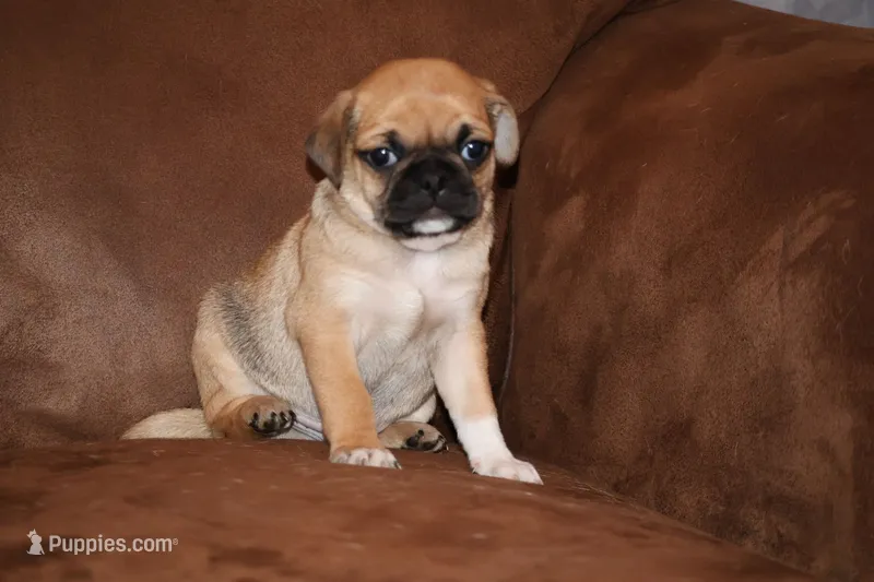Mr. Brightside – Chihuahua, Pug puppy for sale in Marceline, MO