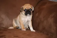 Mr. Brightside, a male Chihuahua and Pug for sale in Marceline, MO – 1 of 3