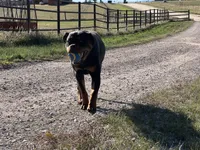 Baby Girl - FULL AKC , a female Rottweiler for sale in Calhan, CO – 9 of 10