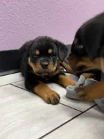 Odin, a male Rottweiler for sale in Calhan, CO – 1 of 6