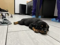 Obo, a female Rottweiler for sale in Calhan, CO – 5 of 5