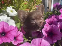 AKC Gisele ❤️, a female Chihuahua for sale in Calhan, CO – 2 of 10