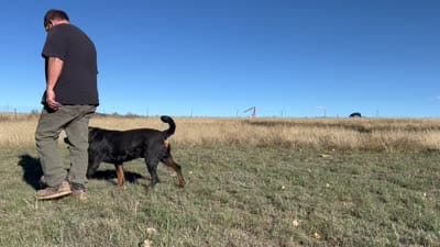 Sire - FULL AKC, a male Rottweiler for sale in Calhan, CO – 7 of 7