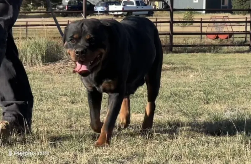 Lady - (Timit Tor sire) FULL AKC – Rottweiler puppy for sale in Calhan, CO