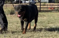 Lady - (Timit Tor sire) FULL AKC, a female Rottweiler for sale in Calhan, CO – 1 of 7