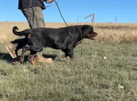 Sire - FULL AKC, a male Rottweiler for sale in Calhan, CO – 4 of 7