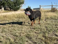 Inna - AKC, a female Rottweiler for sale in Calhan, CO – 6 of 7