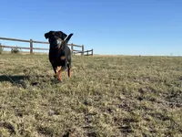 Inna - AKC, a female Rottweiler for sale in Calhan, CO – 5 of 7
