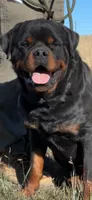 Sire - FULL AKC, a male Rottweiler for sale in Calhan, CO – 2 of 7