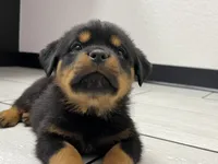 Obo, a female Rottweiler for sale in Calhan, CO – 2 of 5