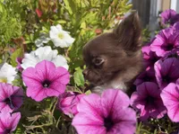 AKC Gisele ❤️, a female Chihuahua for sale in Calhan, CO – 3 of 10