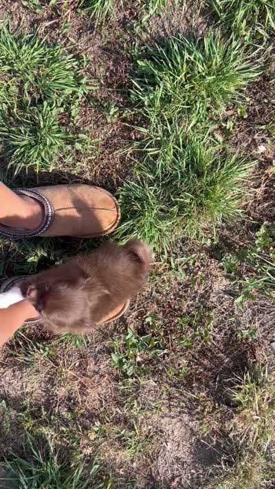 AKC Gisele ❤️, a female Chihuahua for sale in Calhan, CO – 10 of 10