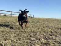 Inna - AKC, a female Rottweiler for sale in Calhan, CO – 3 of 7