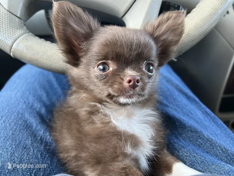 ❤️AKC Gisele - more pics – Chihuahua puppy for sale in Calhan, CO