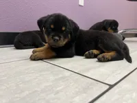 Odette, a female Rottweiler for sale in Calhan, CO – 1 of 5