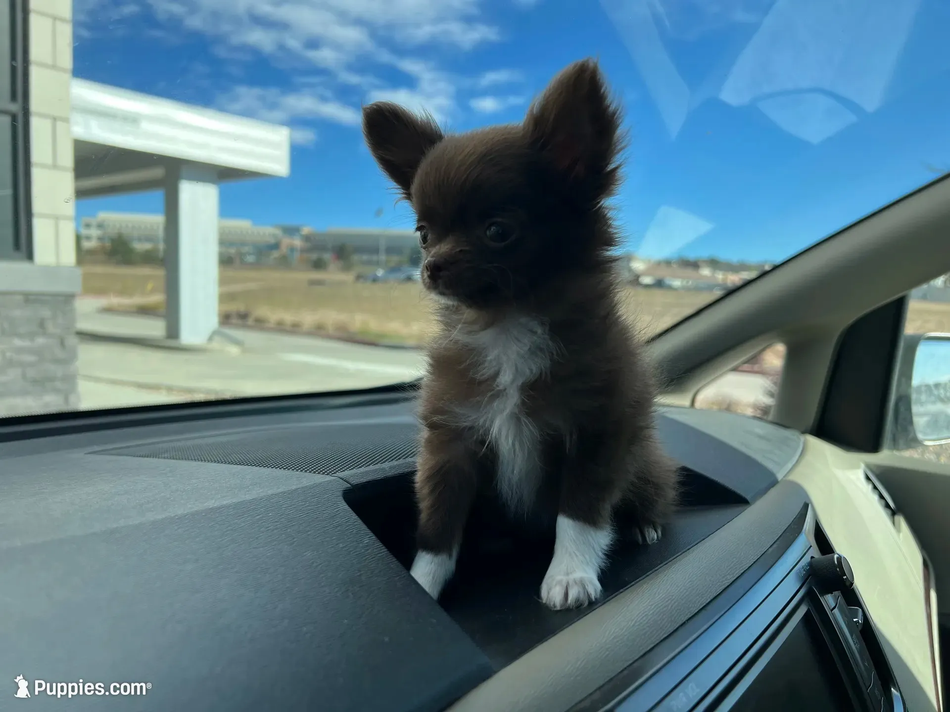 ❤️AKC Gisele - more pics, a female Chihuahua for sale in Calhan, CO – 6 of 10