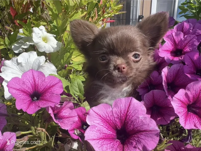 AKC Gisele ❤️ – Chihuahua puppy for sale in Calhan, CO