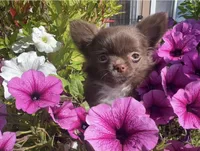 AKC Gisele ❤️, a female Chihuahua for sale in Calhan, CO – 1 of 10