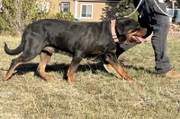 Lady - (Timit Tor sire) FULL AKC, a female Rottweiler for sale in Calhan, CO – 5 of 7
