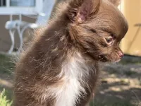 AKC Gisele ❤️, a female Chihuahua for sale in Calhan, CO – 4 of 10