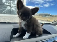 ❤️AKC Gisele - more pics, a female Chihuahua for sale in Calhan, CO – 2 of 10