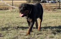 Lady - (Timit Tor sire) FULL AKC, a female Rottweiler for sale in Calhan, CO – 2 of 7