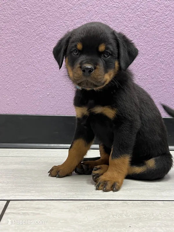 Orian – Rottweiler puppy for sale in Calhan, CO