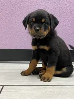 Orian, a male Rottweiler for sale in Calhan, CO – 1 of 5