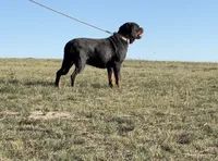 Lady - (Timit Tor sire) FULL AKC, a female Rottweiler for sale in Calhan, CO – 3 of 7